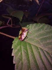 Elasmostethus atricornis