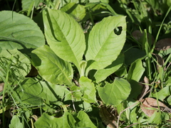 Verbesina subcordata