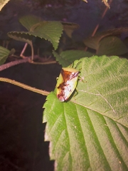 Elasmostethus atricornis