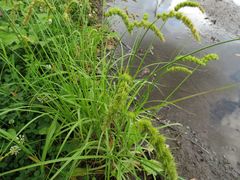 Carex leiorhyncha