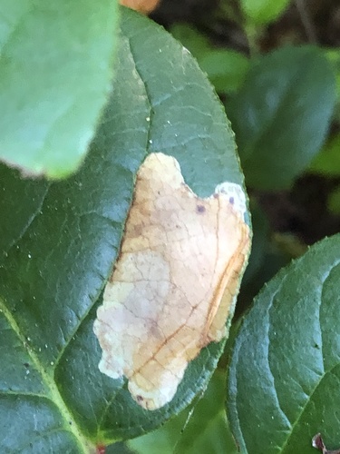 Gaultheria leafminer moth photo 3