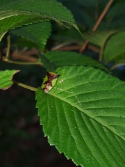 Elasmostethus atricornis