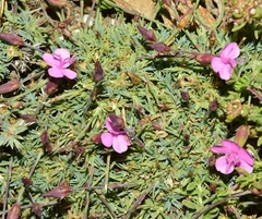 Dianthus pungens brachyanthus