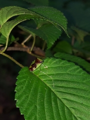 Elasmostethus atricornis