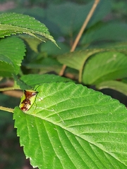 Elasmostethus atricornis