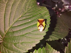 Elasmostethus atricornis