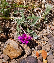 Oxytropis revoluta