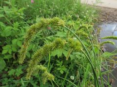 Carex leiorhyncha