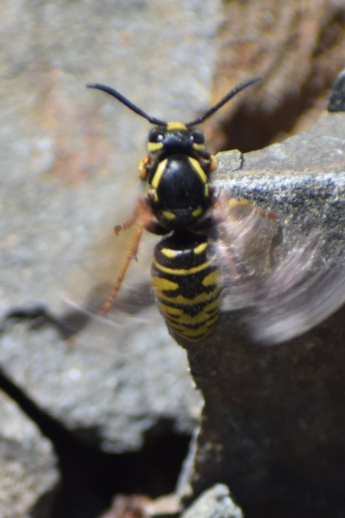 American Cuckoo Yellowjacket