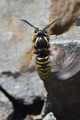 Vespula infernalis