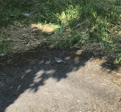 Motacilla alba