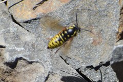 Vespula infernalis