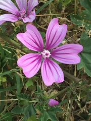 Malva sylvestris