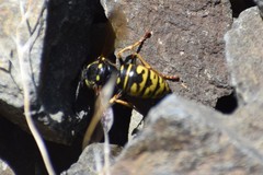Vespula infernalis