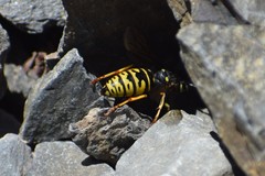 Vespula infernalis