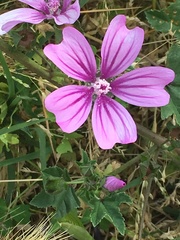 Malva sylvestris