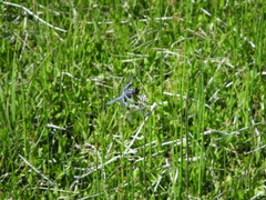 Libellula nodisticta