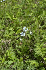 Myosotis popovii