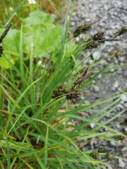 Carex stylosa