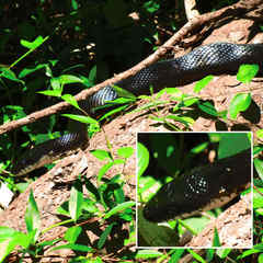 Pantherophis alleghaniensis