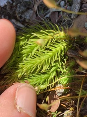 Huperzia appressa