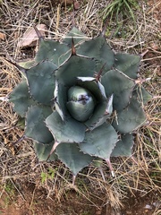 Agave applanata