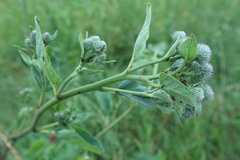 Arctium tomentosum