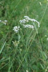 Achillea millefolium