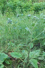 Arctium tomentosum