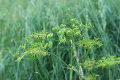 Pastinaca sativa