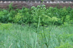 Pastinaca sativa