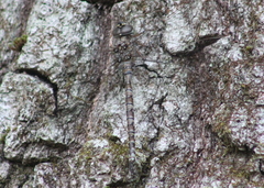 Aeshna canadensis