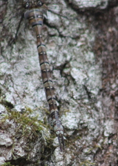 Aeshna canadensis