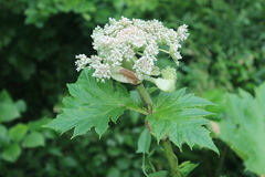 Heracleum sosnowskyi