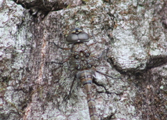 Aeshna canadensis