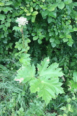 Heracleum sosnowskyi