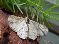Lepidoptera