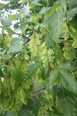 Acer negundo