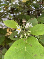 Solanum torvum
