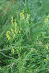 Melilotus officinalis