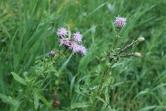 Cirsium arvense