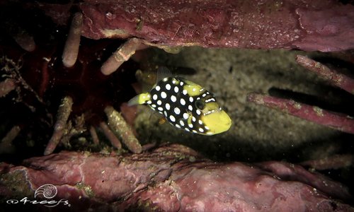 Big-spotted triggerfish (Balistoides conspicillum) — Balistidae — 3