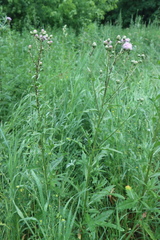 Cirsium arvense