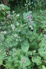 Arctium tomentosum