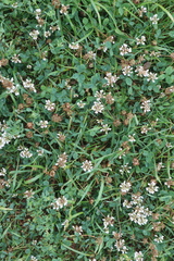 Trifolium repens