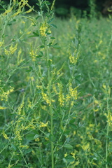 Melilotus officinalis