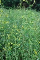 Melilotus officinalis