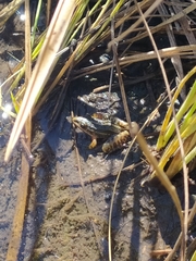 Leptodactylus furnarius