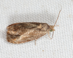 Olethreutes hamameliana