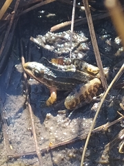 Leptodactylus furnarius